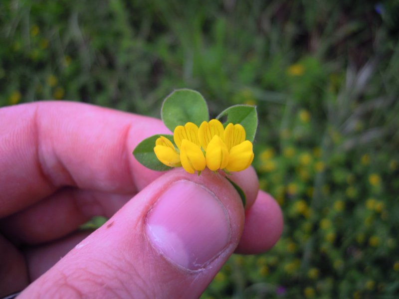 Lotus ornithopodioides.